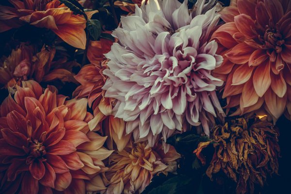 Découverte Créative de la Photographie des Fleurs de Jardin